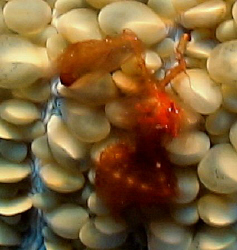 Tiny Oranatang crab. Nikonos V 1:1 Macro ext tube by Marylin Batt 